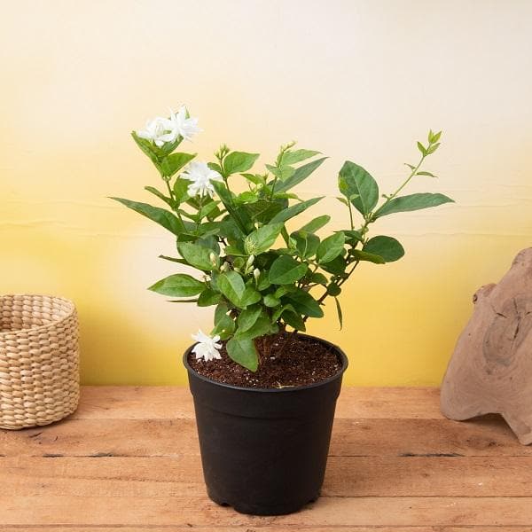 Jasmine Plant (Malli Hoovu)